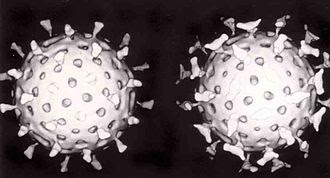 A virus with and without Antibodies