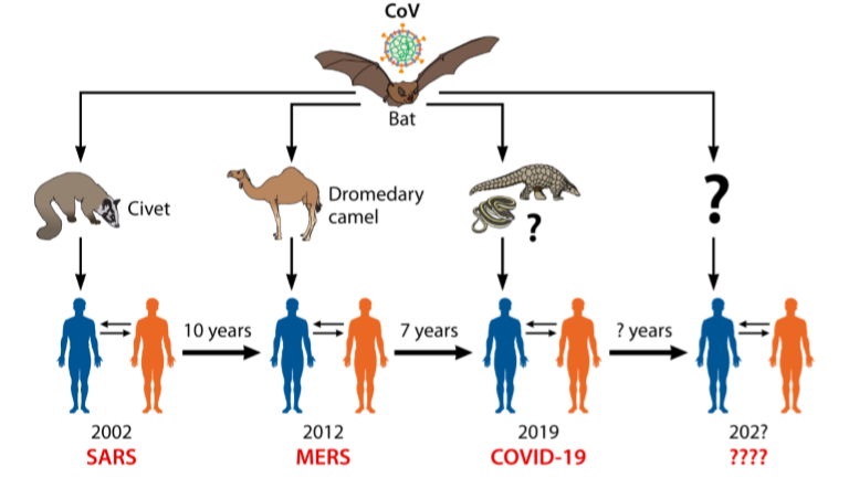 Various types of Coronaviruses that affect humans, pictured along with their intermediary hosts, as well as the bat. 