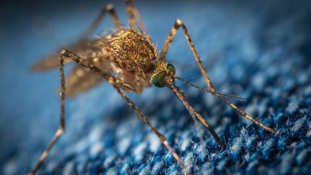A Microbe Found In Mosquitoes Can Stop Malaria