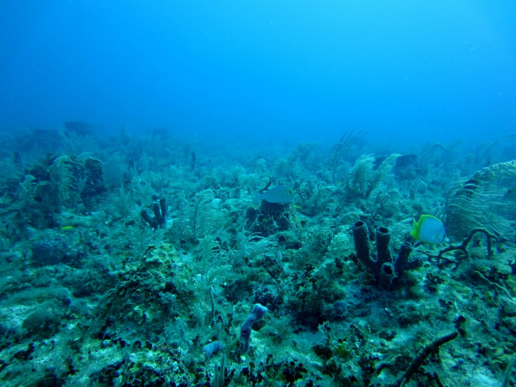 Highest Level Of Microplastics On Seafloor Found Ever