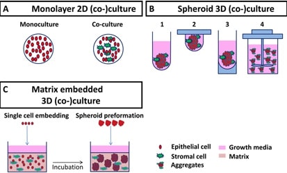 Two and Three-dimensional cell culture