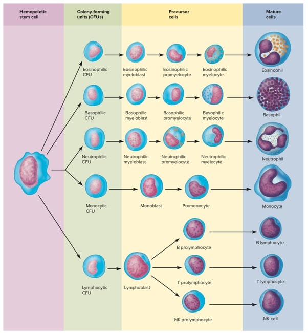 Stem Cells converting into a variety of cells