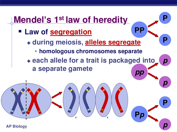 How chromosomes reflect Mendel’s laws