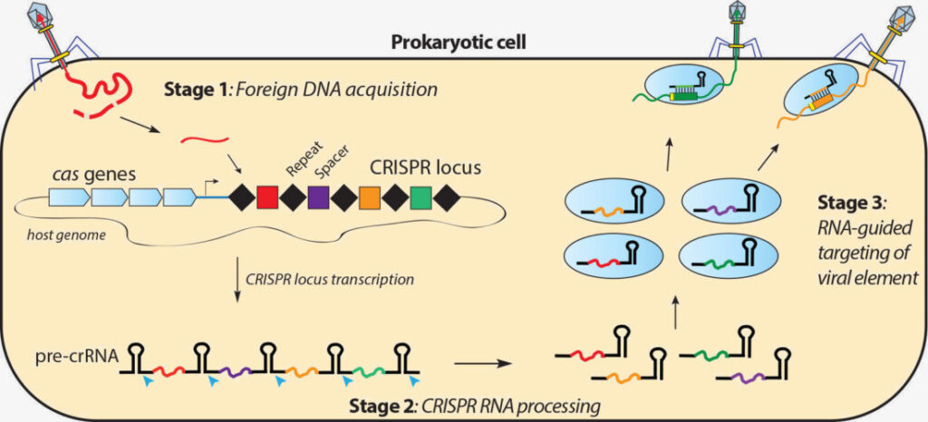 How CRISPR works in bacteria.