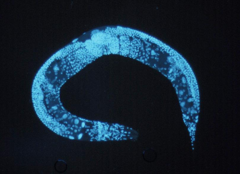 Altering Proteins In Roundworm Gives Hope For Anti-Aging Drugs
