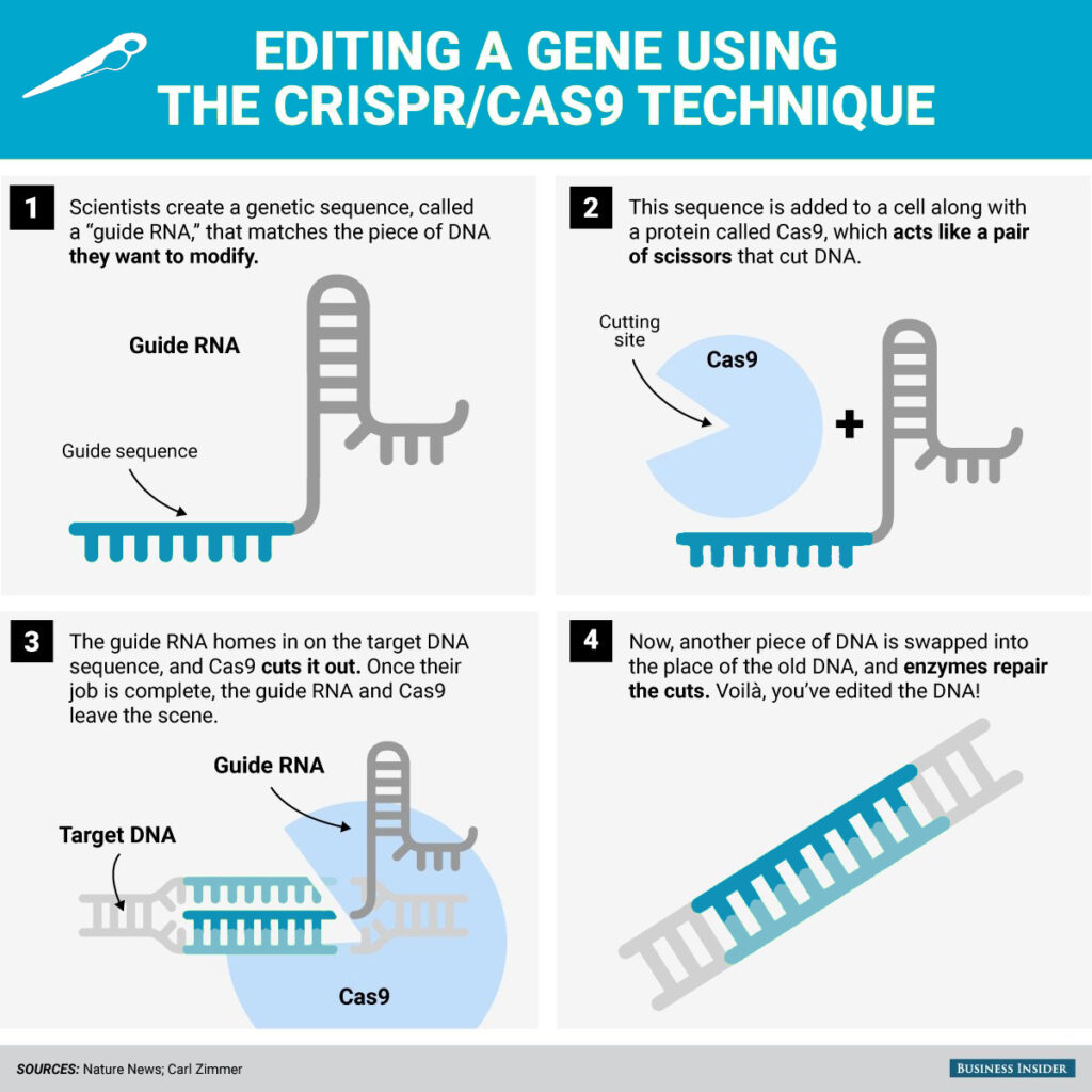 How CRISPR works in gene editing.