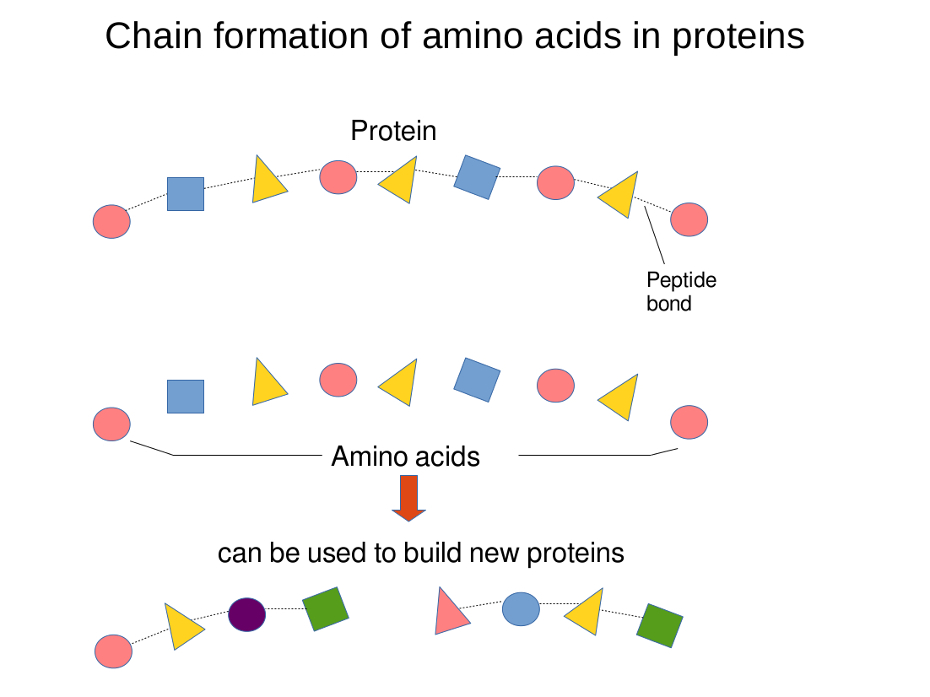 How proteins are made up of amino acids.