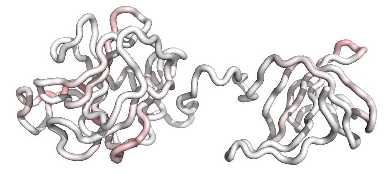  A molecular model of the F12 biotherapy shows the fold of its polypeptide backbone. Residual T-cell epitopes are mapped onto the structure and colored from white (no epitopes) to dark red (dense overlapping epitopes). The muted red coloring indicates that T-cell epitopes have been broadly silenced in the engineered F12 variant, and this reduced epitope content underlies the molecule’s improved safety and efficacy profile.