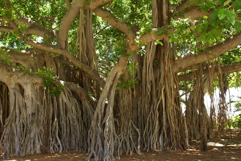 Evolutionary Secrets Of Banyan Tree Revealed