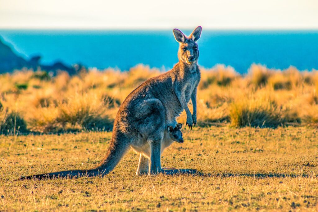 Kangaroos Can Communicate With Humans Like Dogs, Study Finds