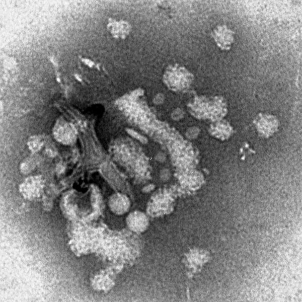 Unravelling the mystery that makes viruses infectious