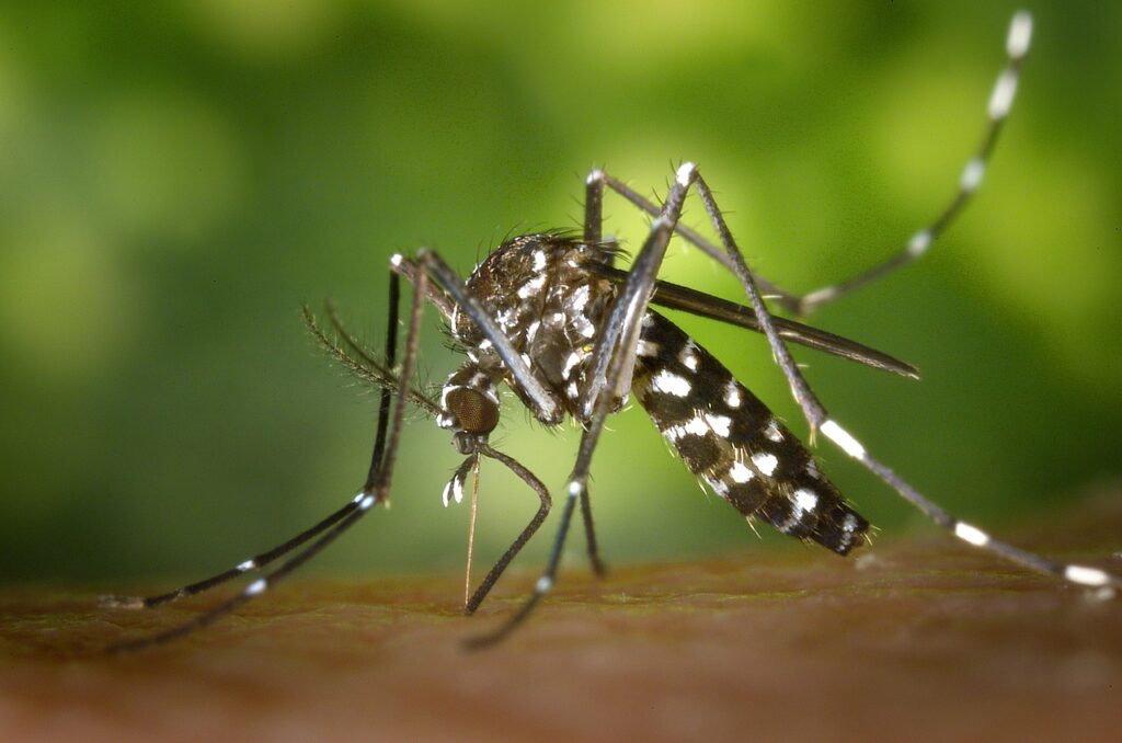 Study Shows That Multiple Blood Meals For Mosquitoes Can Increase Risk Of Malaria
