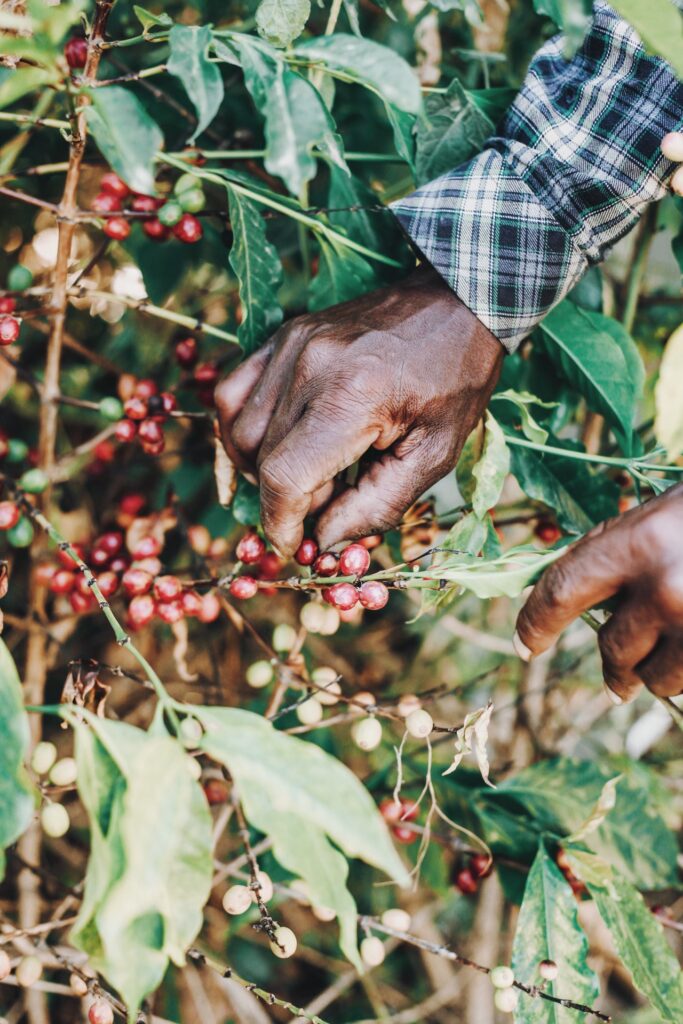 Researchers Find A Fungus Which Can Help Coffee Farmers