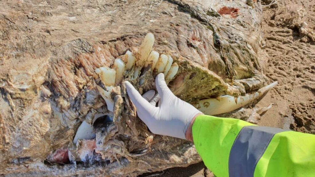 Peculiar 23 Foot Faceless Sea Creature Found On Welsh Beach